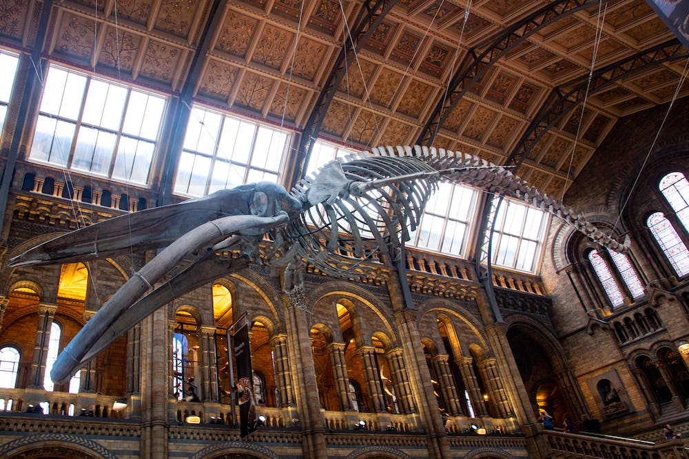 The Natural History Museum